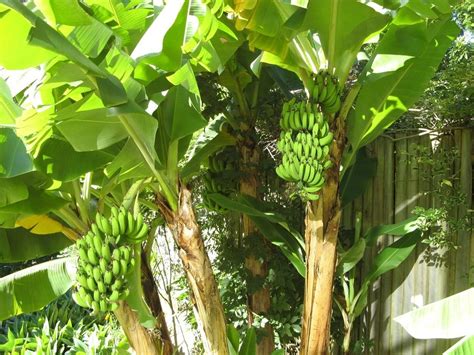 香蕉树的生长过程