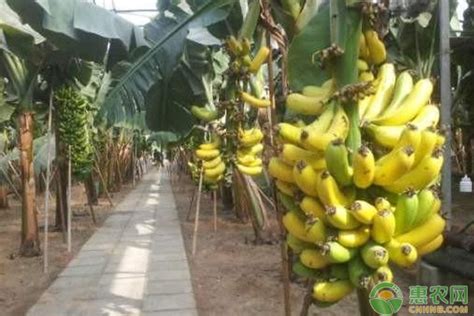 香蕉树的种植方法
