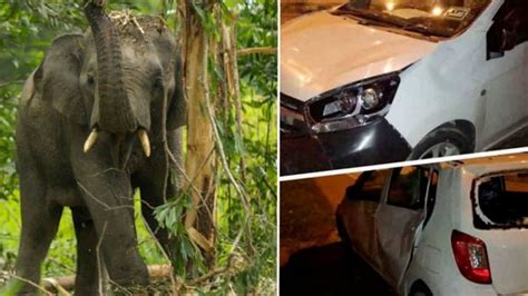 马来西亚男子驾车撞到小象