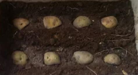 马铃薯怎么种植方法如下