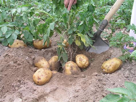 马铃薯栽种方法