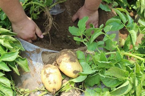 马铃薯种植实践操作方法