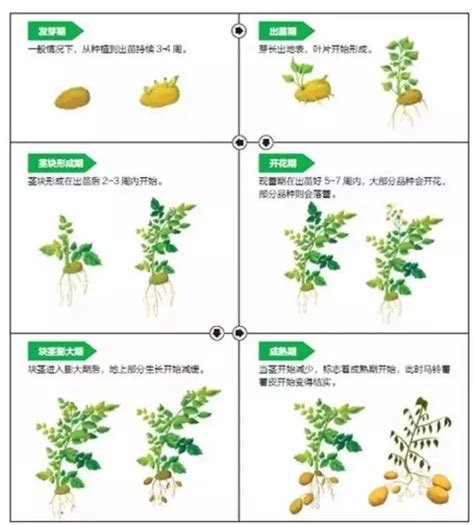 马铃薯种植的过程讲解