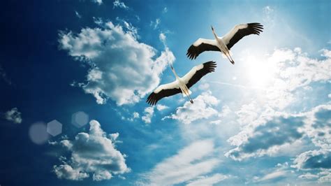 骑着白鹤飞向蓝天