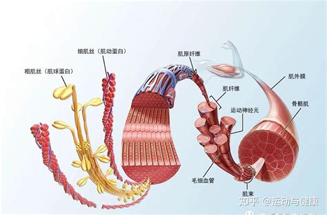 骨骼肌的结构分类
