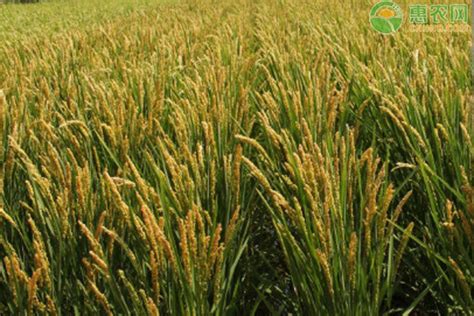 高产水稻种子排行榜前十名