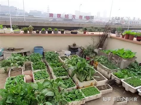 高楼屋顶可以种菜吗
