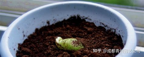 魔豆种植方法和技巧