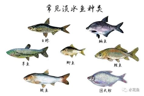 鱼的名字有哪几种