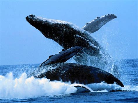 鲸生活在多深的海里