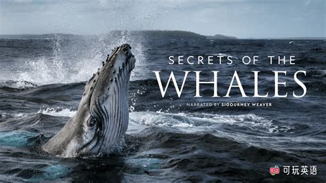 鲸鱼的秘密在哪
