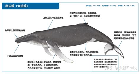鲸鱼类型的简介
