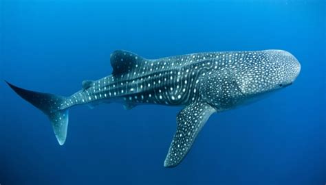 鲸鲨是哺乳动物吗