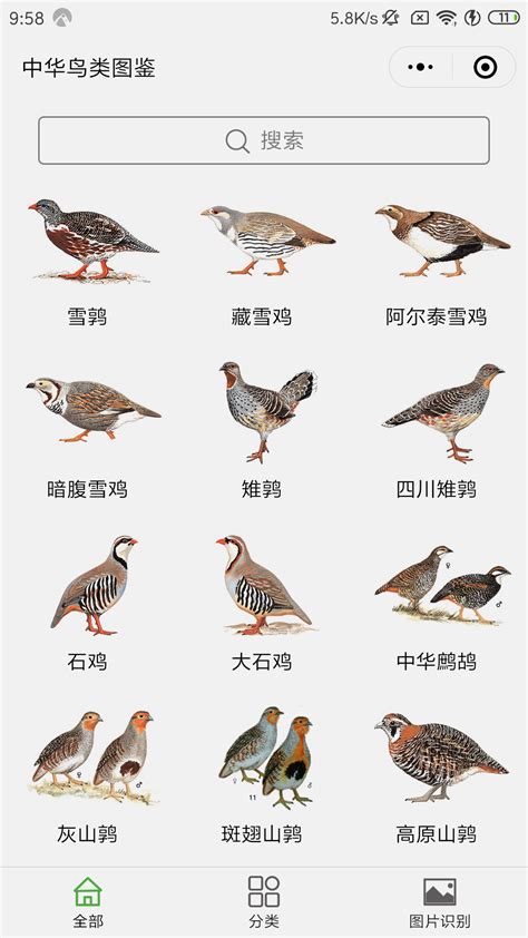 鸟的名字大全1000种