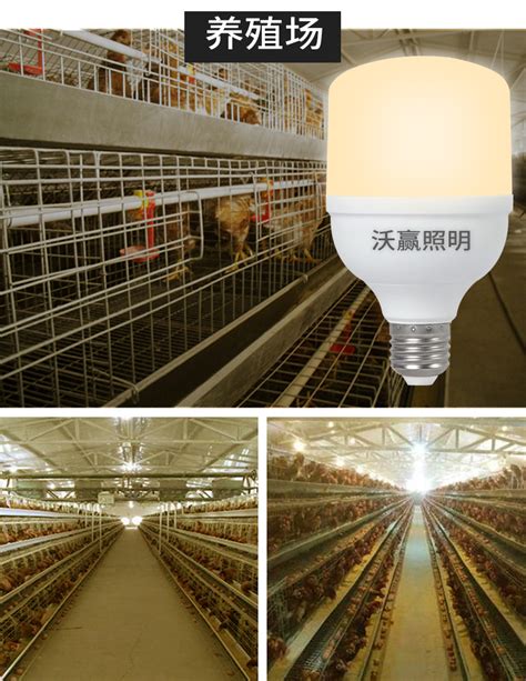 鸡舍照明灯光的安装方法