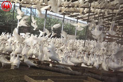 鸽子养殖工作总结