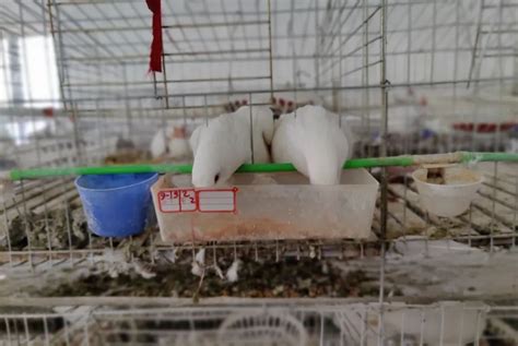 鸽子规模化养殖可行性报告