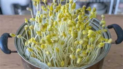 黄豆芽最简单的种植方法
