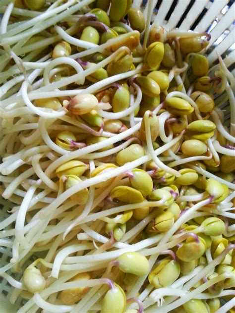 黄豆芽的种植方法全过程