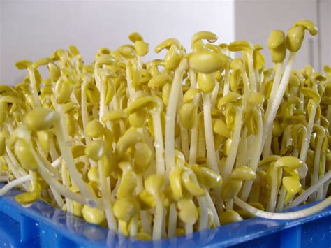 黄豆芽的种植方法用土种
