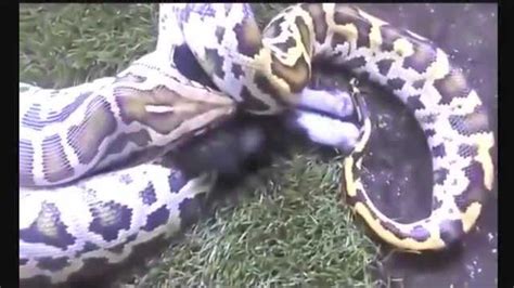 黄金蟒蛇视频高速掉落