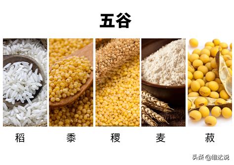 黍稷麦菽稻怎么读
