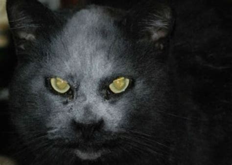 黑猫恐怖短片