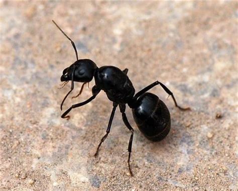 黑色巨蚂蚁