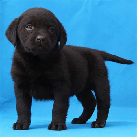 黑色拉布拉多幼犬一个月