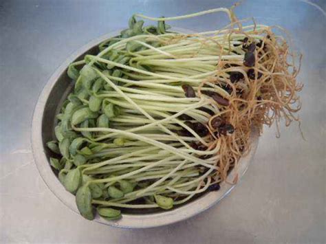 黑豆芽苗菜种植方法