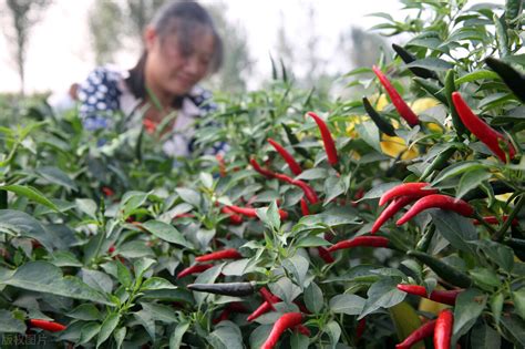 黑辣椒的种植方法