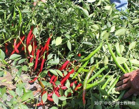黑辣椒能露天种植吗