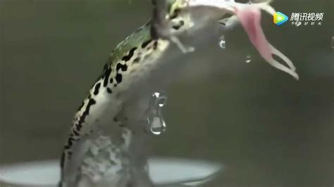 黑鱼青蛙捕食视频