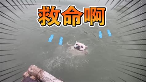 黑龙江狗把人带到河里淹死