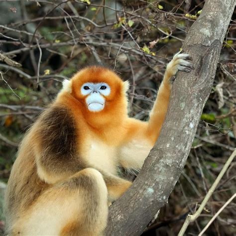 黔金丝猴的外貌特征通俗易懂