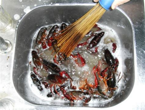 龙虾身上的黑色东西怎么洗干净