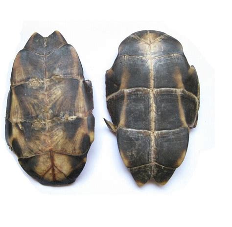 龟板与龟甲的区别