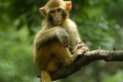 04年出生的猴取名禁忌