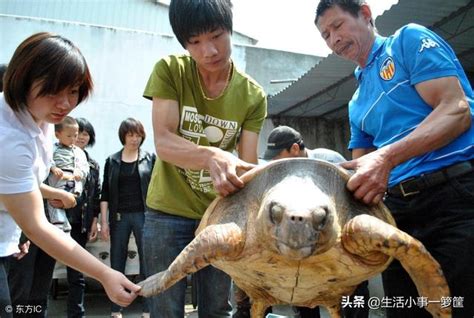 108斤大海龟被渔民救起放生