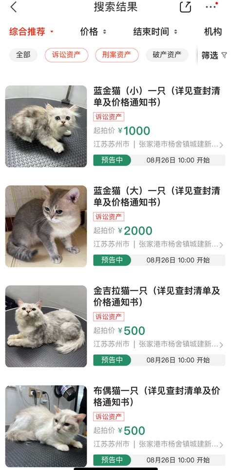 13只猫咪被拍卖抵债
