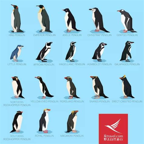 18种企鹅图片