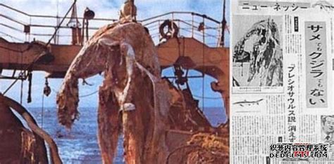 1977年日本捕获海怪之谜