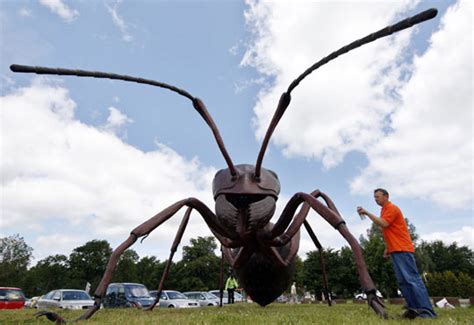 1cm巨型蚂蚁