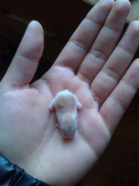 2月出生的鼠宝宝起名