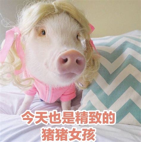 2019猪猪女孩名字大全