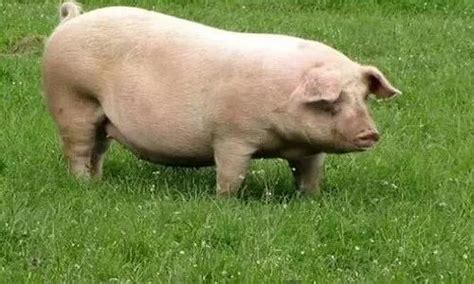 300斤大肥猪今日价格