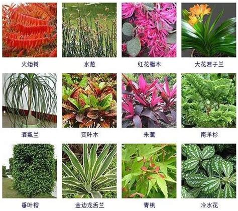 300种常见盆栽植物名称