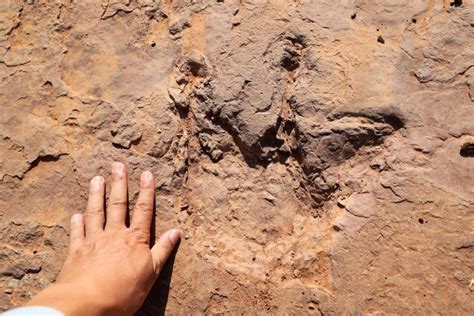 4岁孩子发现恐龙踪迹