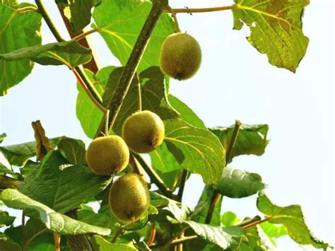 4年的一棵猕猴桃树能结多少斤果子