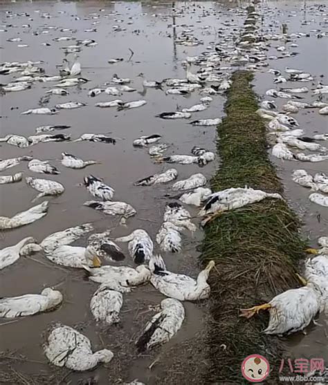 4000只鸭子被毒死